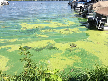 Algea on Water